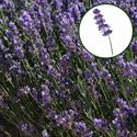 Bild von Lavendel P12 angustifolia  Bleu "Geen bloei"